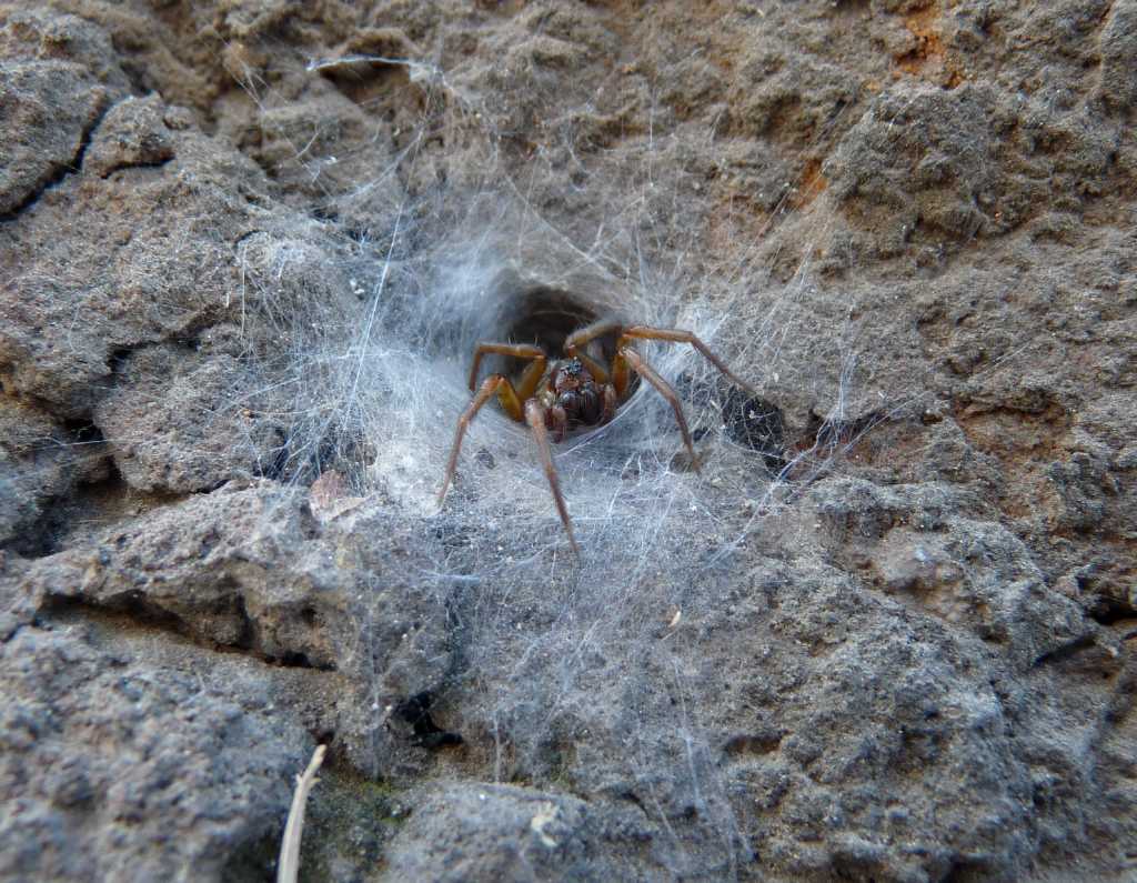 Ovisacchi di Lycosoides coarctata - Tolfa (RM)